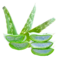 Aloe Vera Pflanze